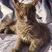 Jimmy joined the competition — help win amazing prizes! cat, gray_cat, fluffy, pet, indoor, bed, blanket, fur, animal, mammal, cute, relaxed, ears, whiskers, sleeping_area, cozy, resting, soft_texture, domestic_animal, feline