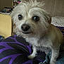 dog, small_dog, scruffy, indoor, cushion, bed, purple, black, furniture, blanket, household_items, wide_eyes, fur, pet, companion, cozy, blurred, unfocused, cute, animal