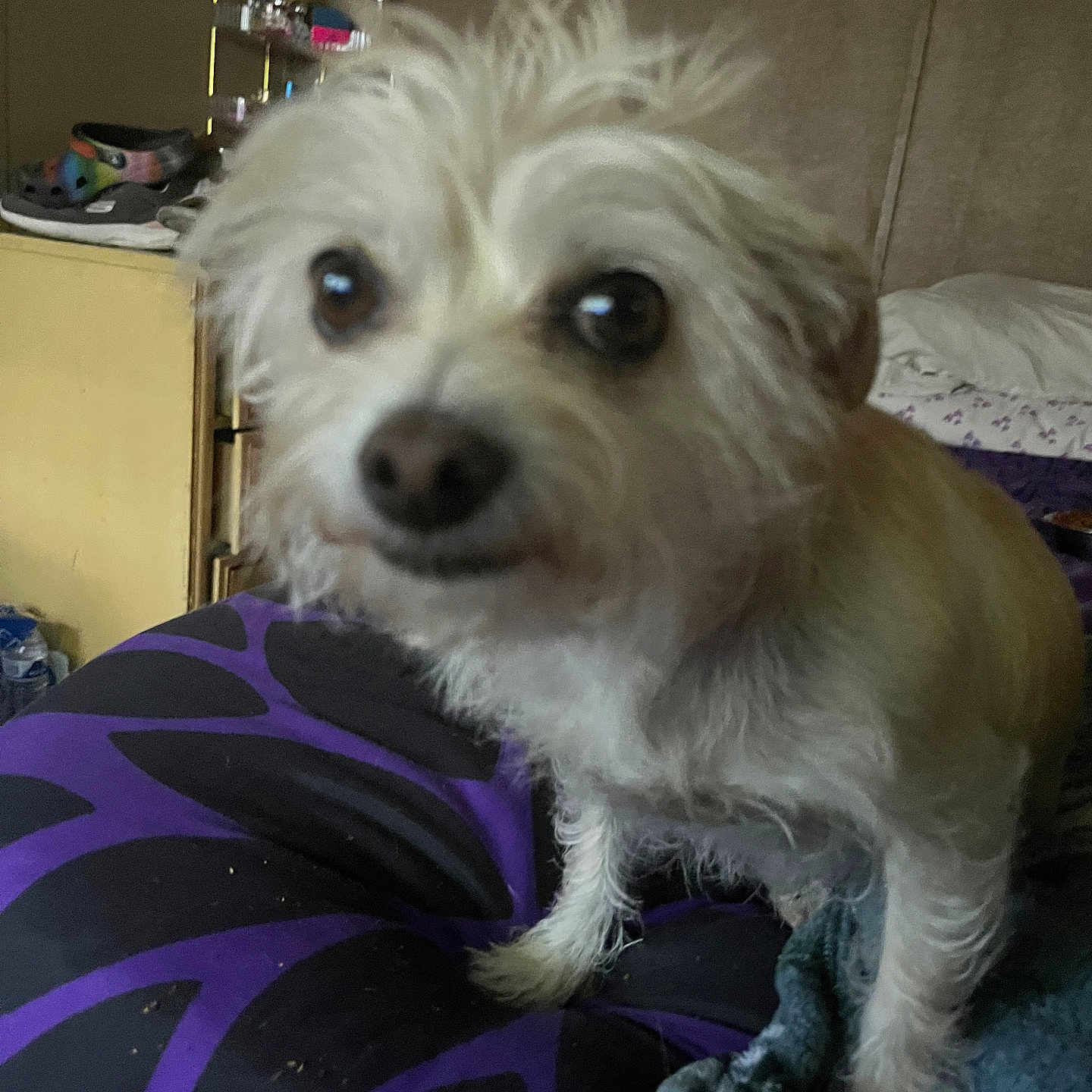 Kiki is registered to the contest to win money with this photo: animal, bed, black, blanket, blurred, companion, cozy, cushion, cute, dog, fur, furniture, household_items, indoor, pet, purple, scruffy, small_dog, unfocused, wide_eyes