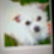 Kiki is registered to the contest to win money with this photo: dog, white, blurry, outdoor, pet, animal, fur, closeup, portrait, face, background, grass, nature, cute, domestic, canine, small, head, nose, ears