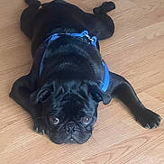 Trigger is registered to the contest to win money with this photo: dog, pug, black_dog, pet, floor, wood_floor, harness, animal, canine, lying_down, indoor, cute, small_dog, looking_up, paw, ears, face, expression, fur, domestic_animal