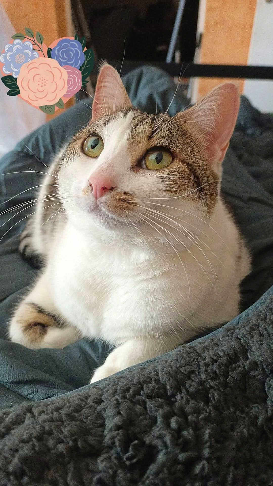 Lily-Kat a rejoint le concours — aidez-le/la à gagner de superbes lots ! cat, tabby, white_fur, green_eyes, whiskers, pet, indoor, blanket, cozy, relaxed, fur, closeup, cute, animal, floral_sticker, curious, lying_down, soft_texture, domestic_cat, portrait