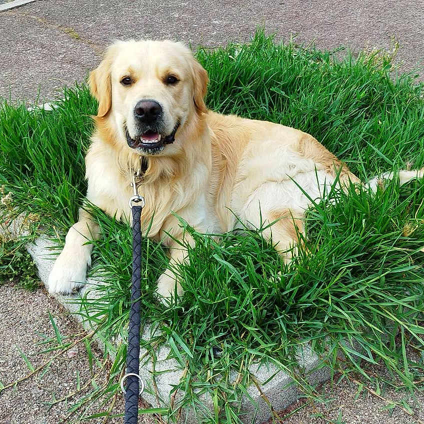 Ulyo a rejoint le concours — aidez-le/la à gagner de superbes lots ! animal, canine, companion, daytime, dog, friendly, fur, golden_retriever, grass, happy, leash, mammal, nature, outdoor, pavement, pet, relaxed, resting, summer, walk