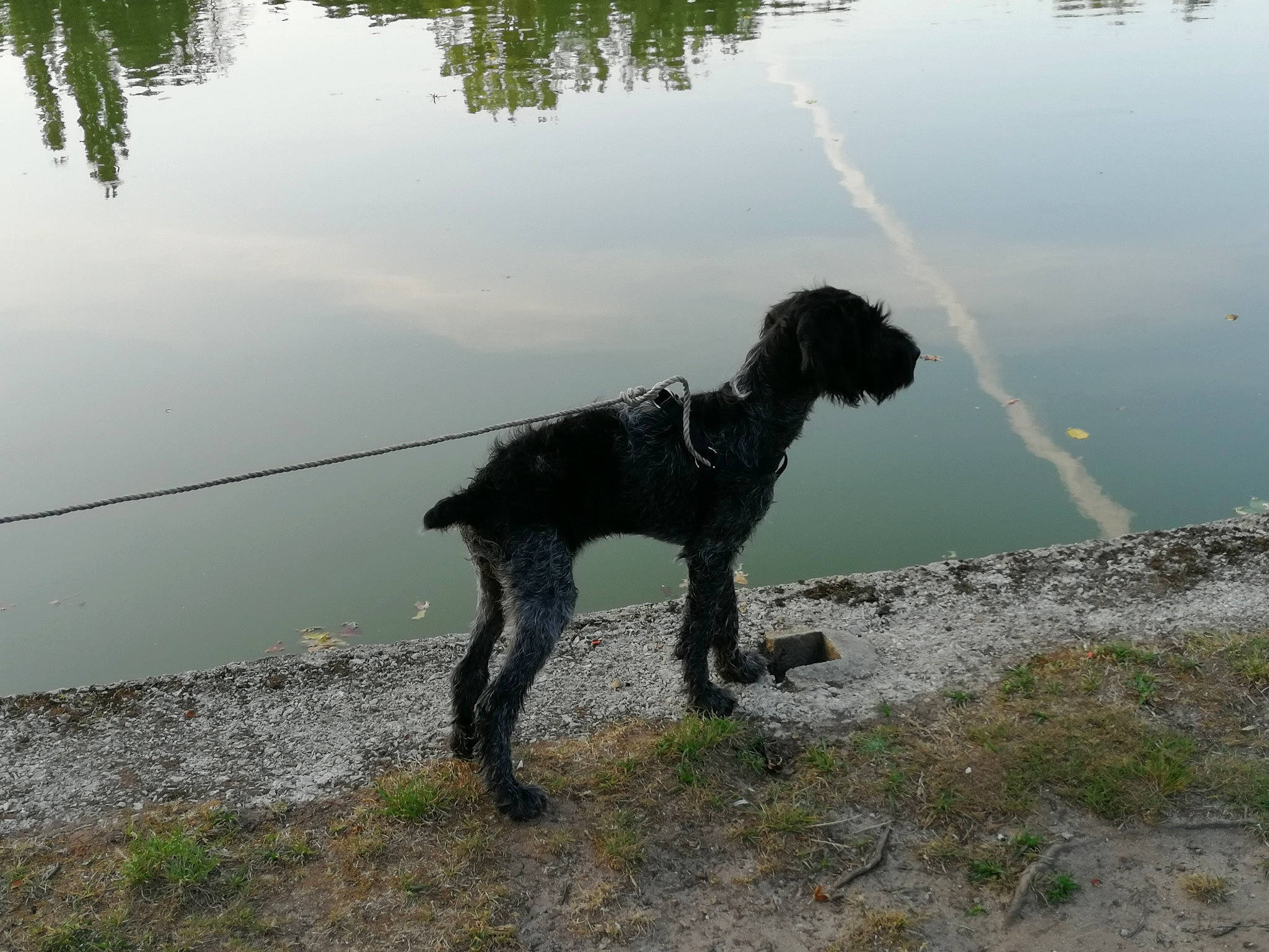 Ruby a rejoint le concours — aidez-le/la à gagner de superbes lots ! canidae, carnivore, dog, dog_breed, gun_dog, hunting_dog, pointer, pointing_breed, portuguese_water_dog, small_munsterlander, sporting_group, tail