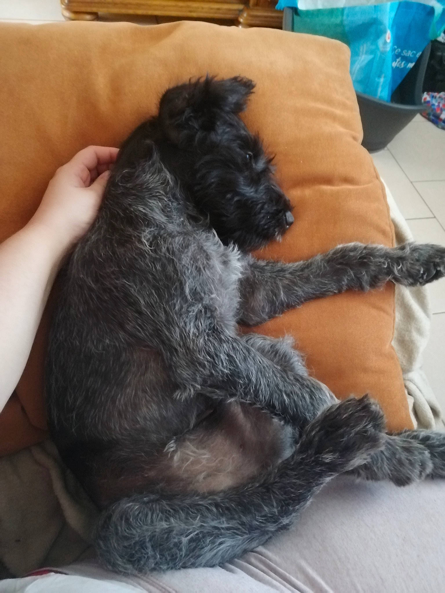 Ruby a rejoint le concours — aidez-le/la à gagner de superbes lots ! canidae, carnivore, cavapoo, dog, dog_breed, leg, miniature_schnauzer, nap, puppy, schnauzer, schnoodle, sporting_group, terrier