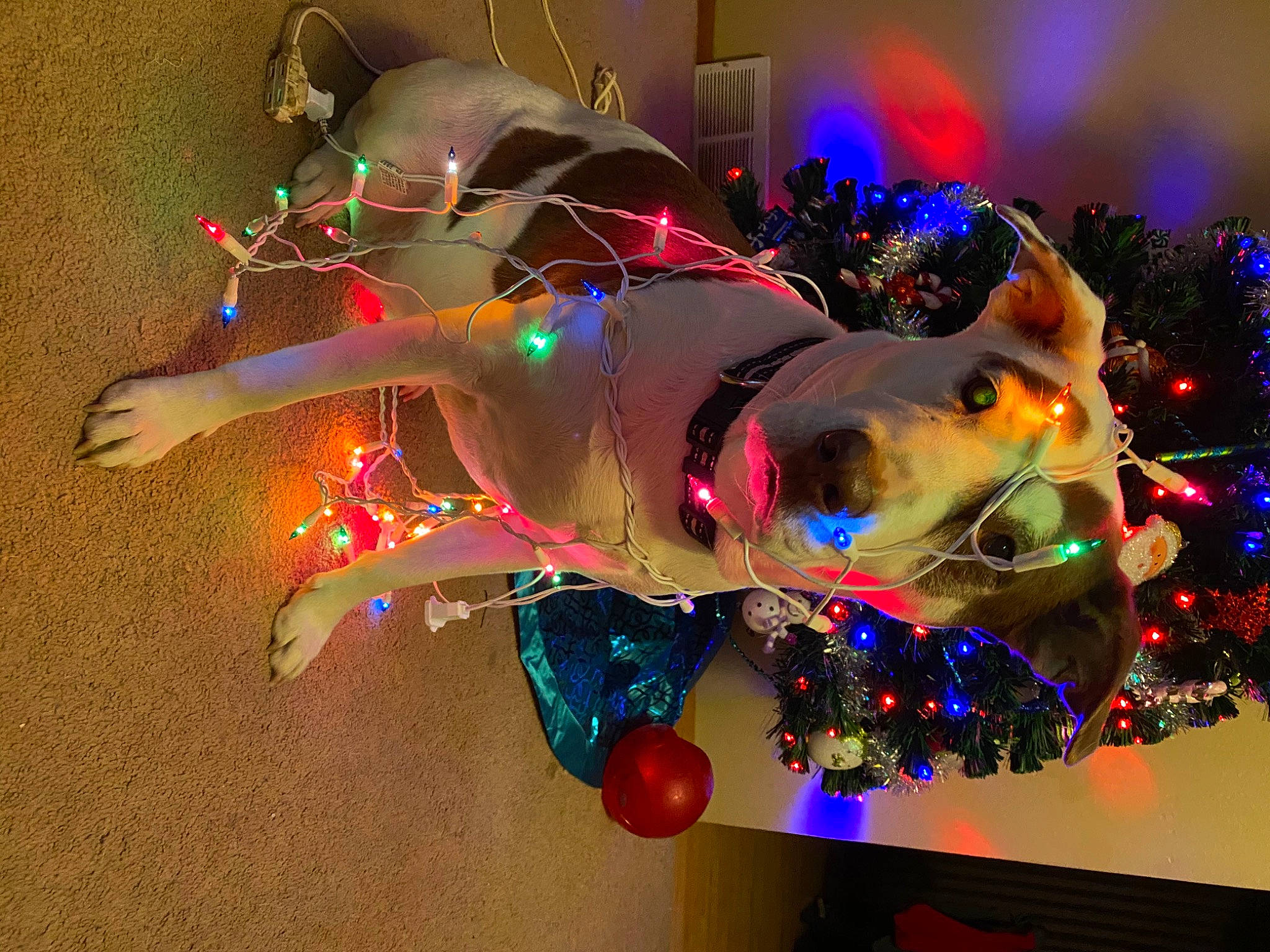 Nina is registered to the contest to win money with this photo: christmas, christmas_decoration, event, festival, holiday, ornament, pack_animal, working_animal