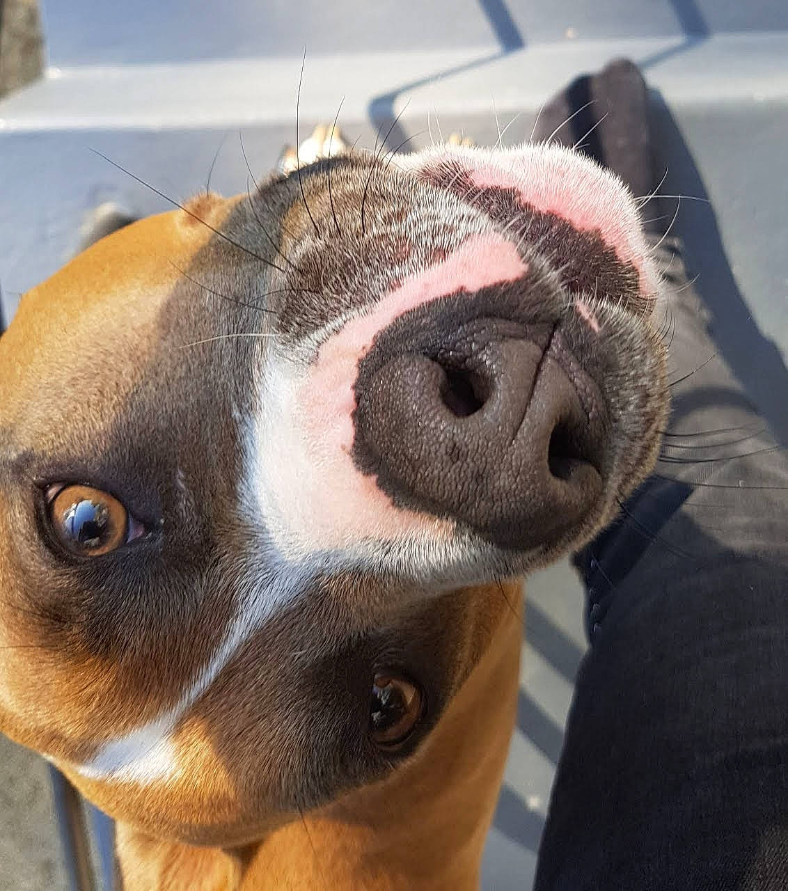 Virgule a rejoint le concours — aidez-le/la à gagner de superbes lots ! american_pit_bull_terrier, american_staffordshire_terrier, boston_terrier, boxer, canidae, carnivore, close_up, dog, dog_breed, ear, eye, face, fawn, head, jaw, non_sporting_group, nose, pit_bull, snout, whiskers