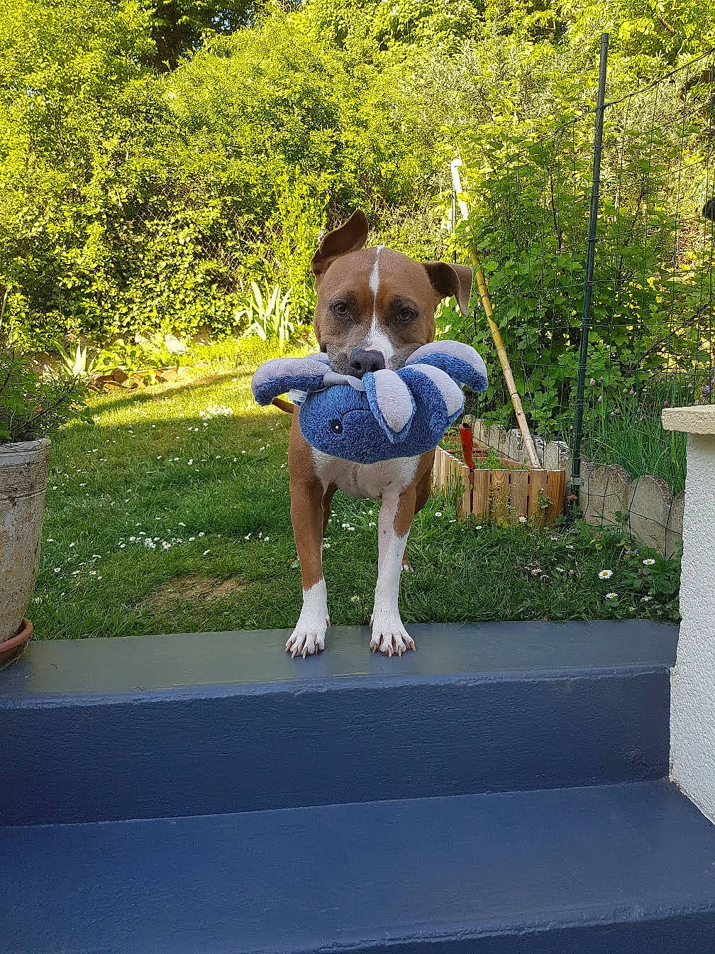 Virgule a rejoint le concours — aidez-le/la à gagner de superbes lots ! child, fawn, fun, garden, grass, leg, leisure, plant, summer, trampoline, trampolining_equipment_and_supplies, tree, vacation