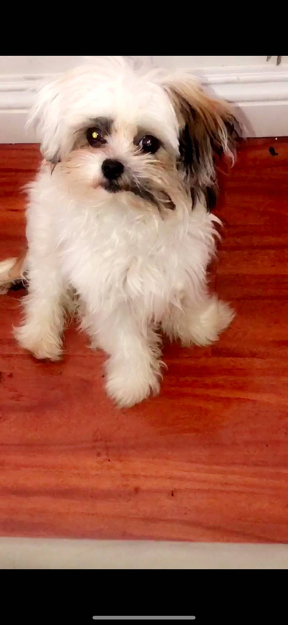 Romeo is registered to the contest to win money with this photo: bolonka, canidae, carnivore, chinese_imperial_dog, companion_dog, dog, dog_breed, havanese, kyi_leo, lowchen, mal_shi, maltepoo, maltese, mammal, morkie, puppy, schnoodle, shih_poo, shih_tzu, vertebrate