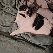 Isis a rejoint le concours — aidez-le/la à gagner de superbes lots ! cat, black_and_white, pet, animal, feline, blanket, cozy, indoor, resting, fur, whiskers, curious, cute, soft, laying, comfortable, green_blanket, bed, relaxed, domestic_cat