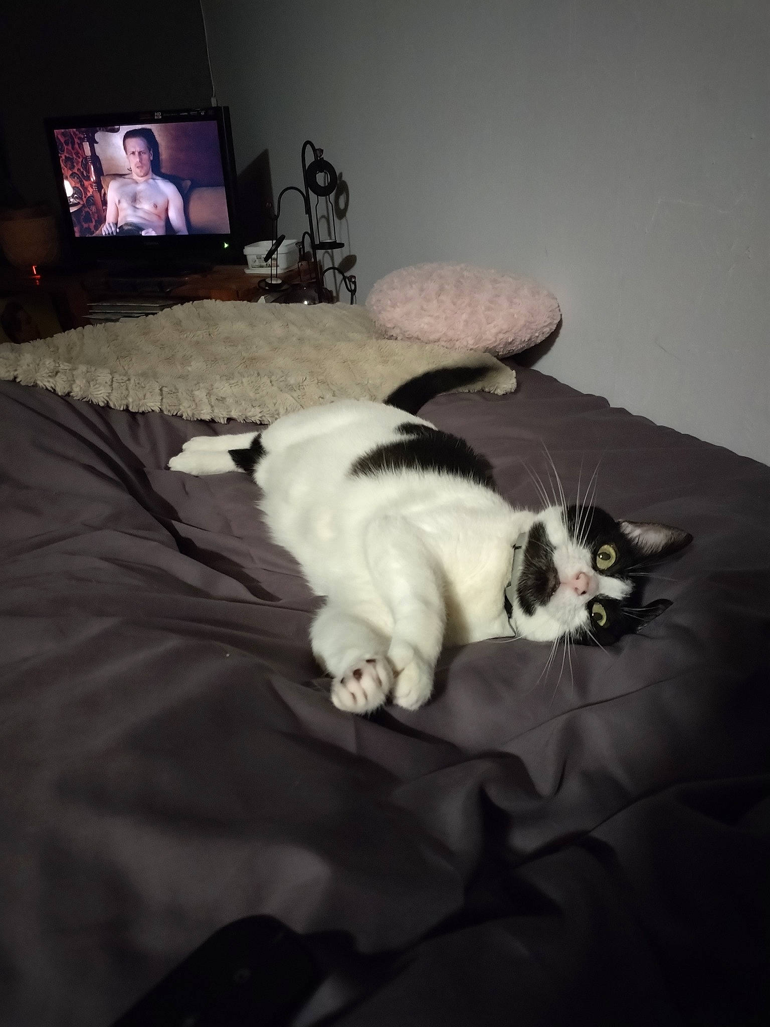 Isis a rejoint le concours — aidez-le/la à gagner de superbes lots ! carnivore, cat, comfort, computer, felidae, flat_panel_display, flooring, fur, hardwood, laptop, linens, mammal, output_device, room, small_to_medium_sized_cats, tail, television, television_set, whiskers, wood