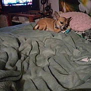 Tesa a rejoint le concours — aidez-le/la à gagner de superbes lots ! dog, bed, blanket, toy, television, indoor, pillow, furniture, living_room, decor, small_dog, brown_dog, chewing, cozy, home, relaxing, screen, electronics, soft_texture, casual