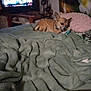 dog, bed, blanket, toy, television, indoor, pillow, furniture, living_room, decor, small_dog, brown_dog, chewing, cozy, home, relaxing, screen, electronics, soft_texture, casual