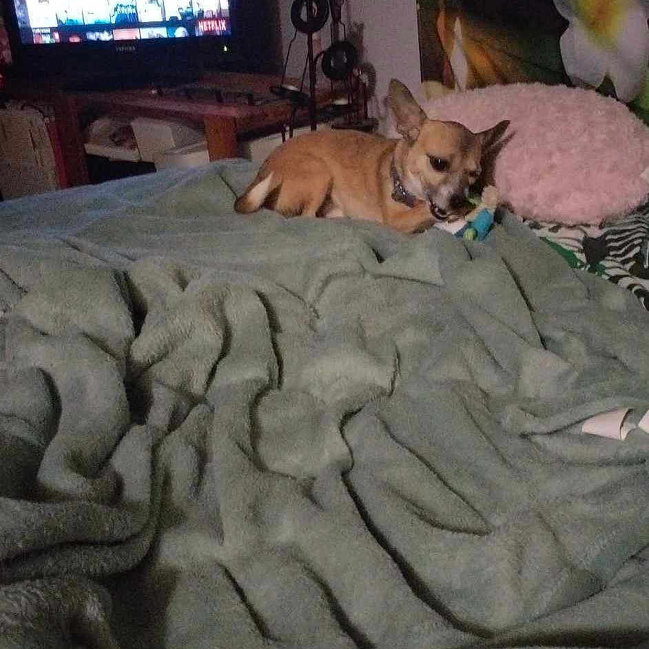 Tesa a rejoint le concours — aidez-le/la à gagner de superbes lots ! bed, blanket, brown_dog, casual, chewing, cozy, decor, dog, electronics, furniture, home, indoor, living_room, pillow, relaxing, screen, small_dog, soft_texture, television, toy