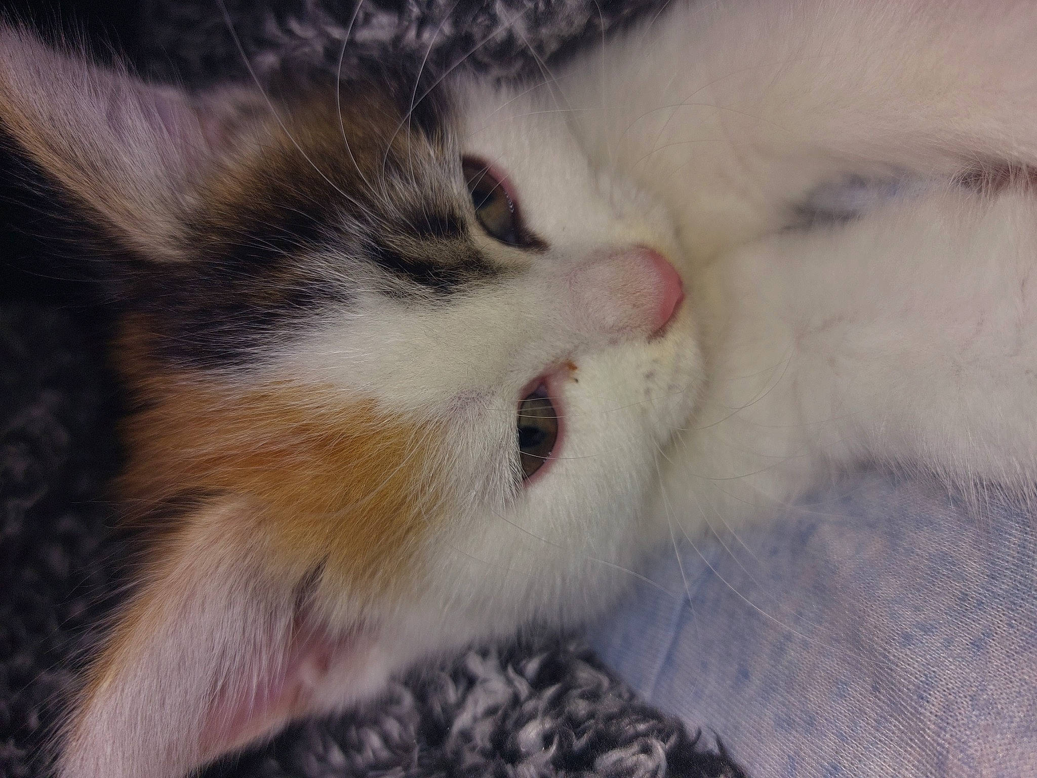 Yo-yo joined the competition — help win amazing prizes! carnivore, cat, claw, comfort, domestic_short_haired_cat, eye, fawn, felidae, fur, nap, paw, sleep, small_to_medium_sized_cats, snout, tail, terrestrial_animal, whiskers