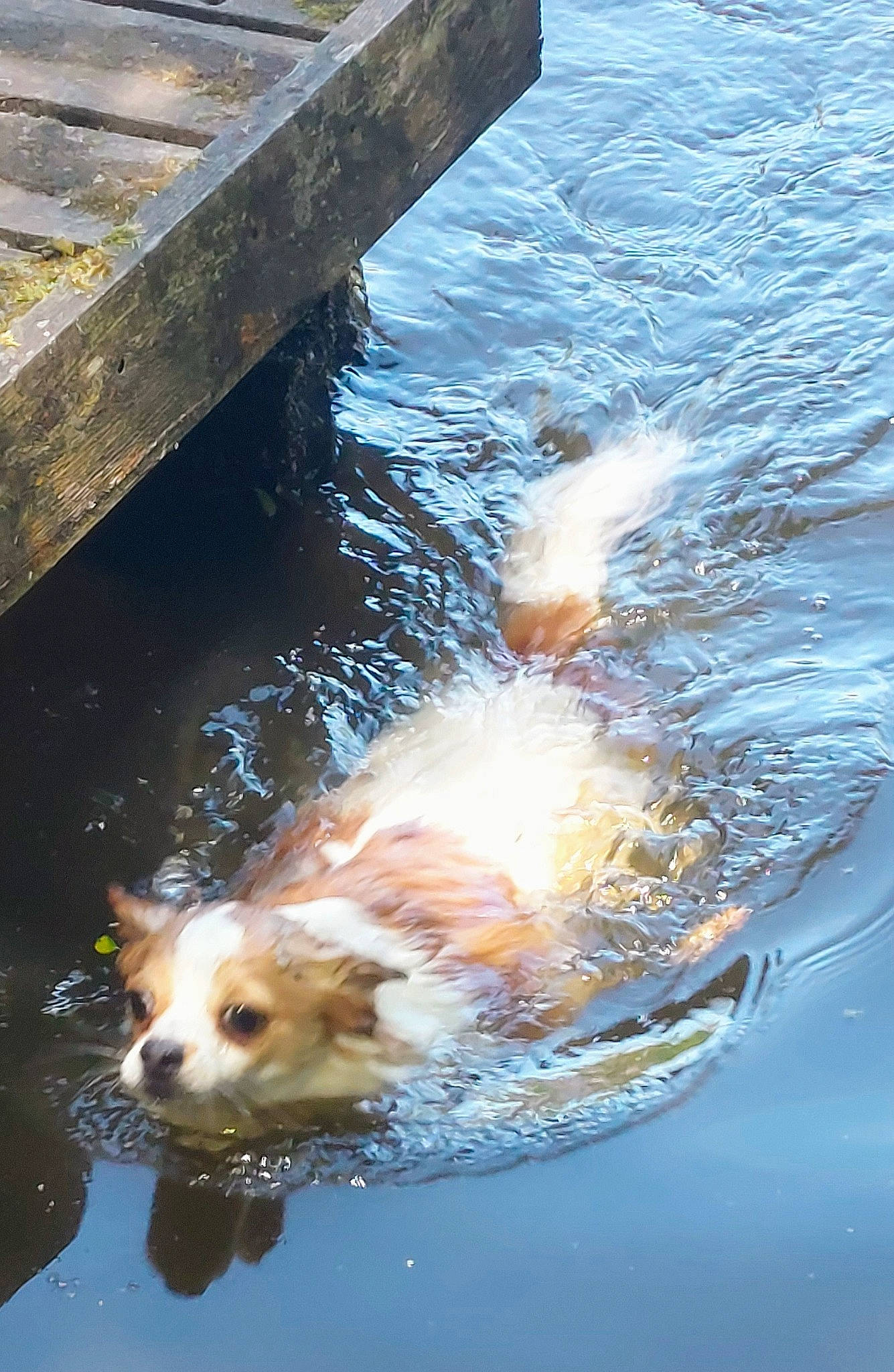 Frodo joined the competition — help win amazing prizes! carnivore, companion_dog, dog, dog_breed, lake, liquid, reflection, sporting_group, sunglasses, sunlight, tail, water, water_feature, wood
