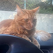 Callaway is registered to the contest to win money with this photo: animal, car, cat, close_up, dashboard, daylight, domestic_animal, fluffy, fur, interior, orange_cat, outdoor, pet, portrait, relaxed, sitting, steering_wheel, vehicle, whiskers, window