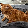Callaway is registered to the contest to win money with this photo: animal, bell, blanket, cat, collar, comfort, cozy, domestic, feline, flooring, fur, ginger_cat, home, indoor, paw, pet, quilt, relaxed, tail, whiskers