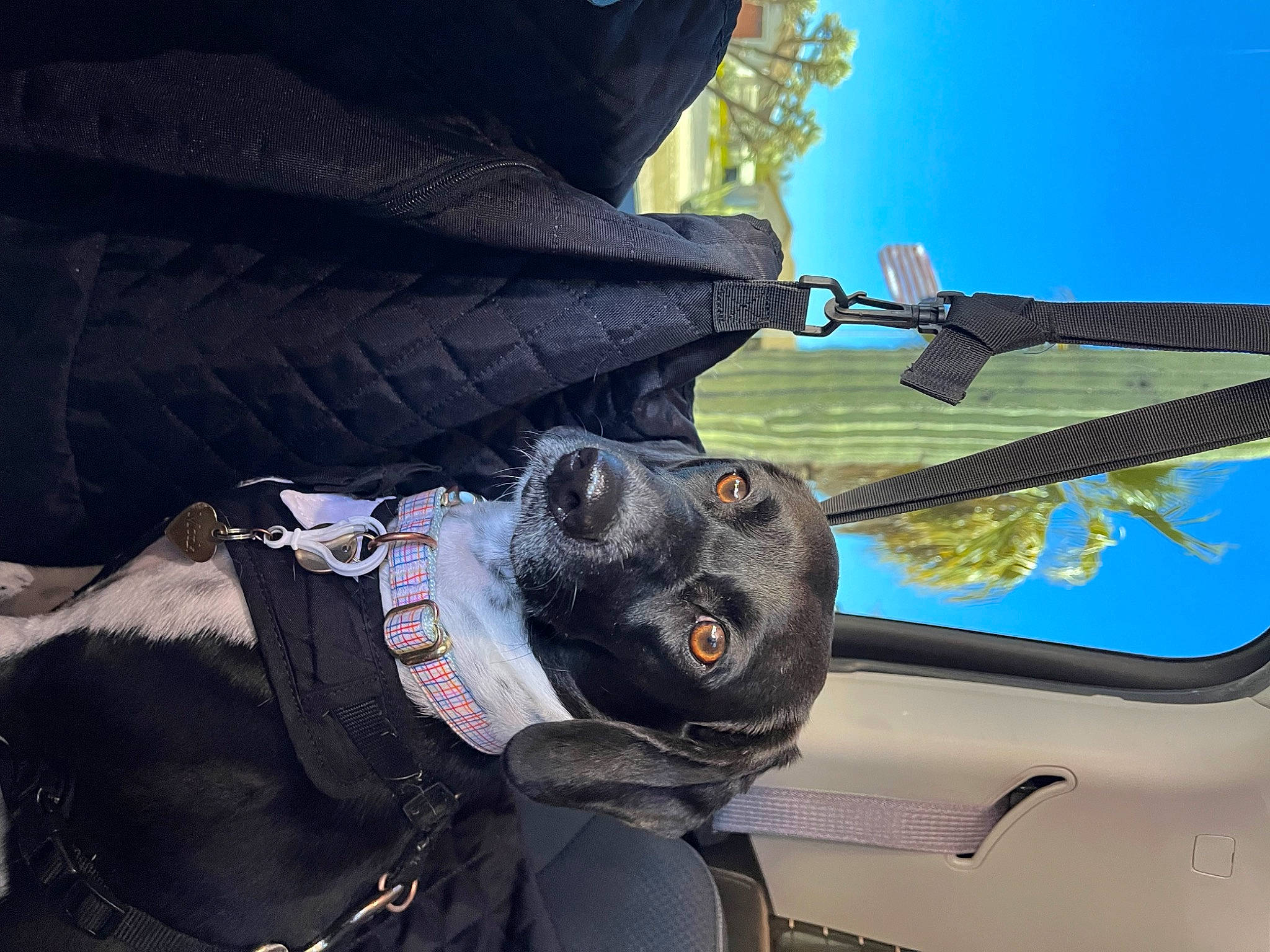 Monk is registered to the contest to win money with this photo: auto_part, automotive_exterior, bumper, carnivore, collar, companion_dog, dog, dog_breed, dog_collar, hat, hood, motor_vehicle, personal_protective_equipment, sky, snout, vehicle, vehicle_door, vertebrate, windshield, working_animal