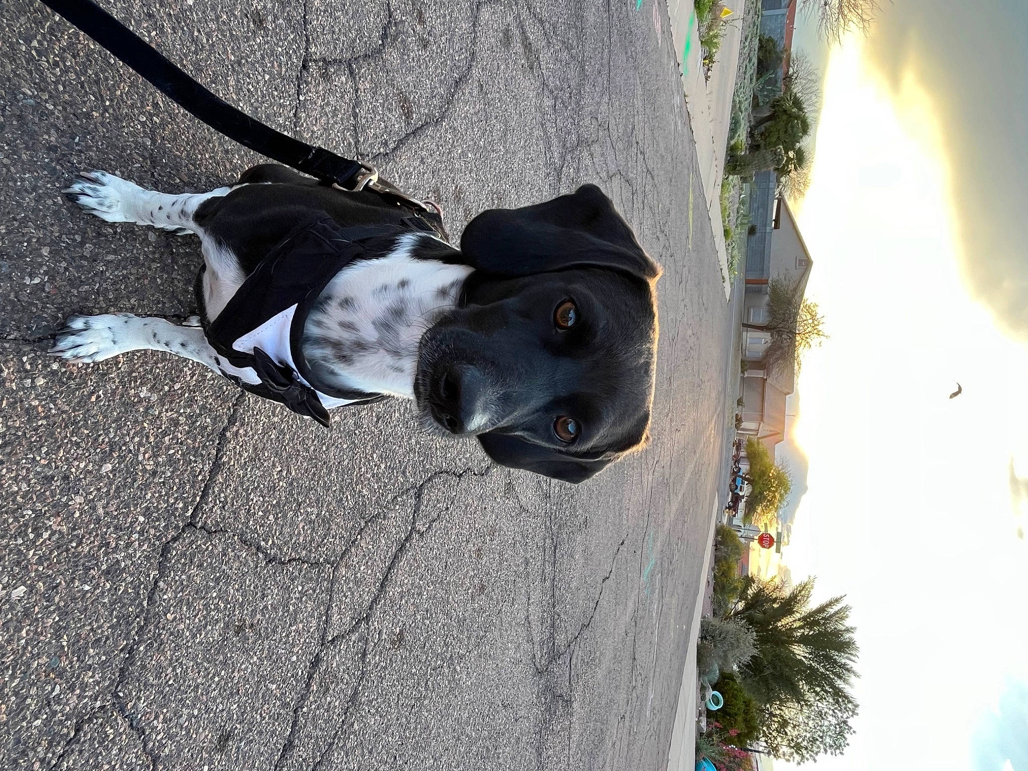 Monk is registered to the contest to win money with this photo: asphalt, building, carnivore, collar, companion_dog, dog, dog_breed, dog_collar, fashion_accessory, grey, leash, pet_supply, plant, road_surface, shadow, sidewalk, sky, sporting_group, tints_and_shades, tree