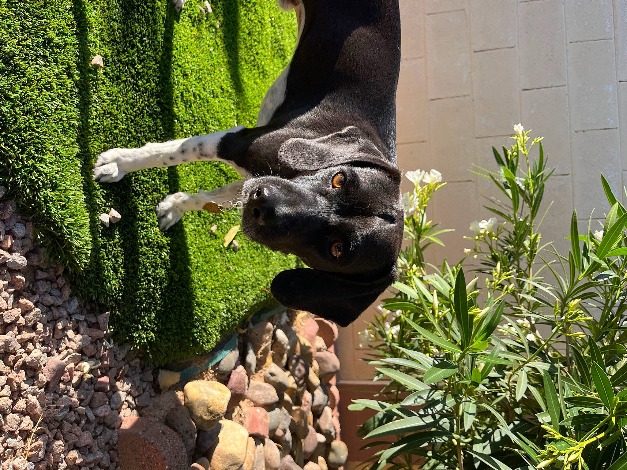 Monk is registered to the contest to win money with this photo: canidae, carnivore, companion_dog, dog, dog_breed, dog_collar, fawn, garden, grass, guard_dog, herb, herbaceous_plant, plant, shrub, snout, sporting_group, tail, terrestrial_animal, tree, working_animal