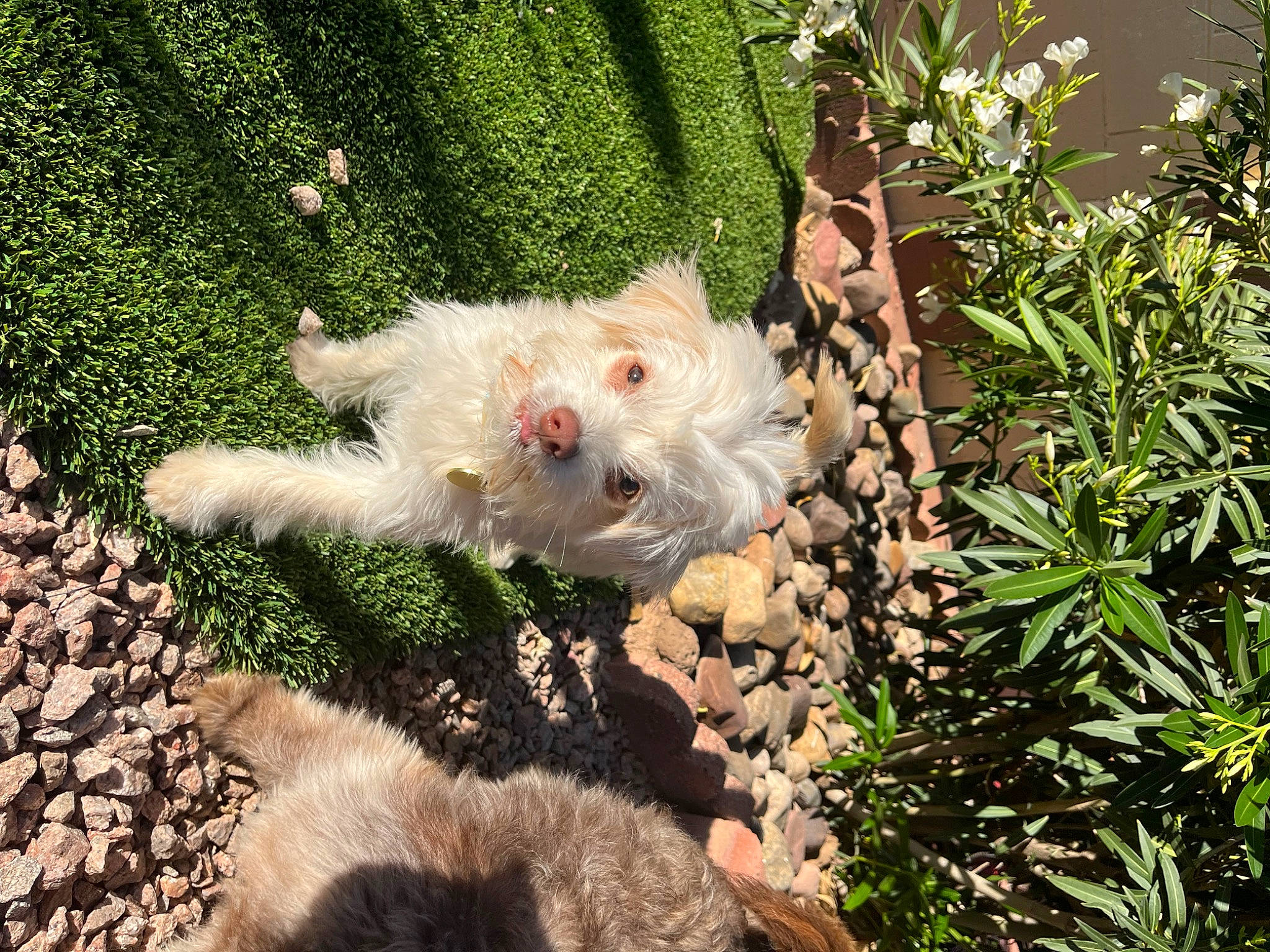 Dolly joined the competition — help win amazing prizes! canidae, carnivore, companion_dog, dog, dog_breed, fawn, flower, fur, garden, grass, groundcover, plant, shrub, small_terrier, soil, sporting_group, tail, terrestrial_plant, terrier, toy_dog