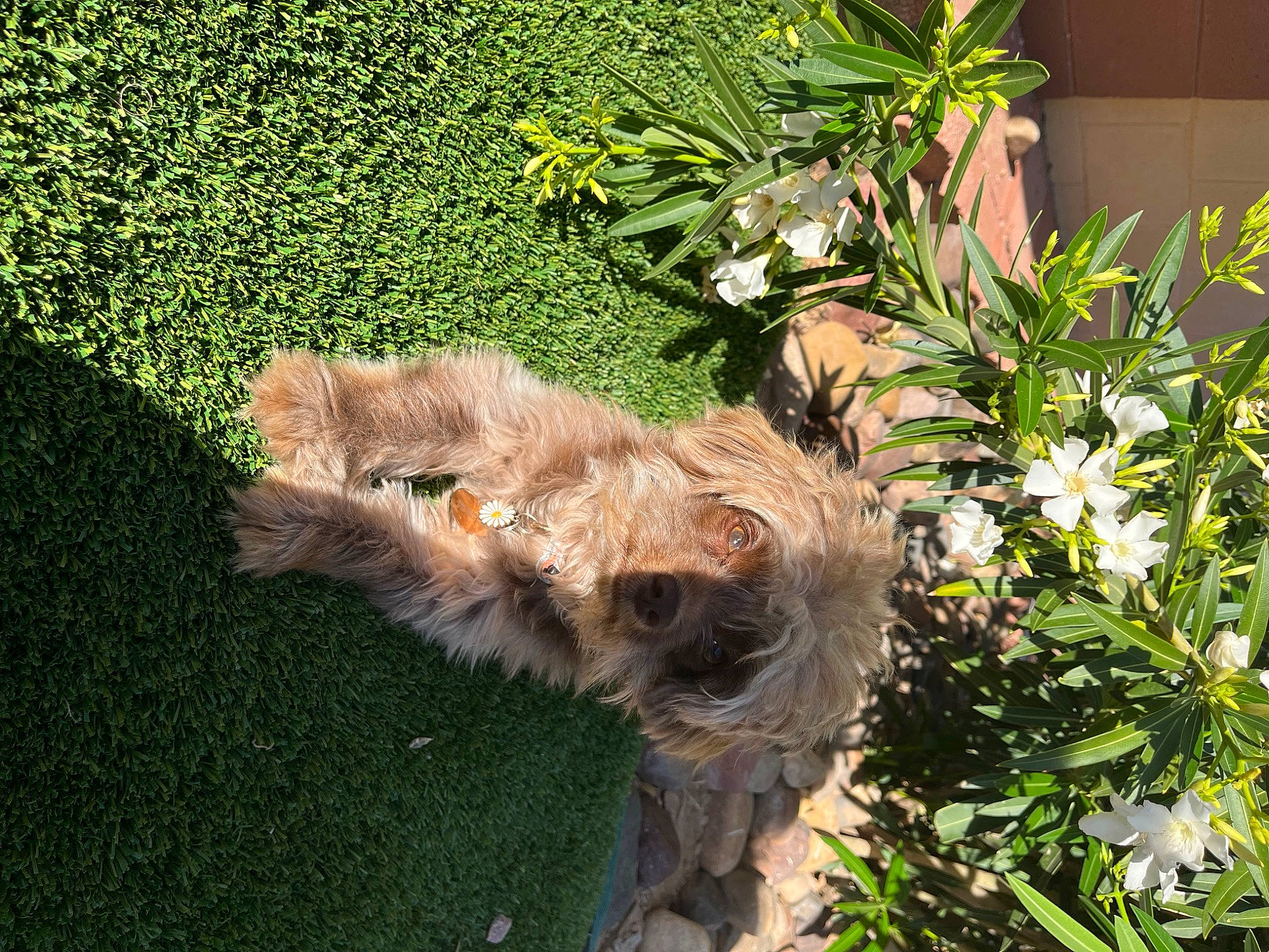Poppy joined the competition — help win amazing prizes! annual_plant, canidae, carnivore, dog, dog_breed, fawn, flower, flowering_plant, fur, grass, groundcover, herb, landscaping, plant, shrub, sporting_group, terrestrial_animal, terrestrial_plant, trunk, water_dog