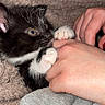Bubble a rejoint le concours — aidez-le/la à gagner de superbes lots ! kitten, cat, black_and_white, paw, hand, blanket, cozy, cute, pet, animal, feline, playful, fur, whiskers, claws, indoor, young, soft, nibble, resting