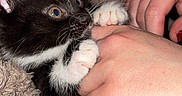Bubble a rejoint le concours — aidez-le/la à gagner de superbes lots ! kitten, cat, black_and_white, paw, hand, blanket, cozy, whiskers, cute, pet, feline, claws, playing, closeup, soft, texture, human_hand, indoor, resting, adorable