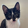 kitten, cat, black_and_white, whiskers, fur, ears, eyes, pet, animal, cute, indoor, portrait, young, small, feline, curious, sitting, face, closeup, domestic