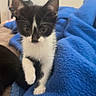 kitten, cat, black_and_white, pet, animal, feline, blanket, blue_blanket, indoor, cute, small, fur, whiskers, paw, curious, young, mammal, domestic, cozy, bedroom