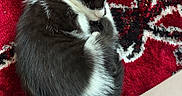 Nina participe au concours pour gagner de l'argent avec cette photo : kitten, cat, sleeping, curled_up, black_and_white, fur, pet, animal, indoor, rug, patterned_rug, red_rug, cozy, resting, cute, small, domestic_animal, feline, quiet, relaxing