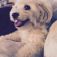 Cora Rae is registered to the contest to win money with this photo: dog, white_dog, fluffy, pet, indoor, couch, smiling, tongue_out, relaxed, fur, cute, animal, companion, home, cozy, portrait, sitting, friendly, canine, domestic