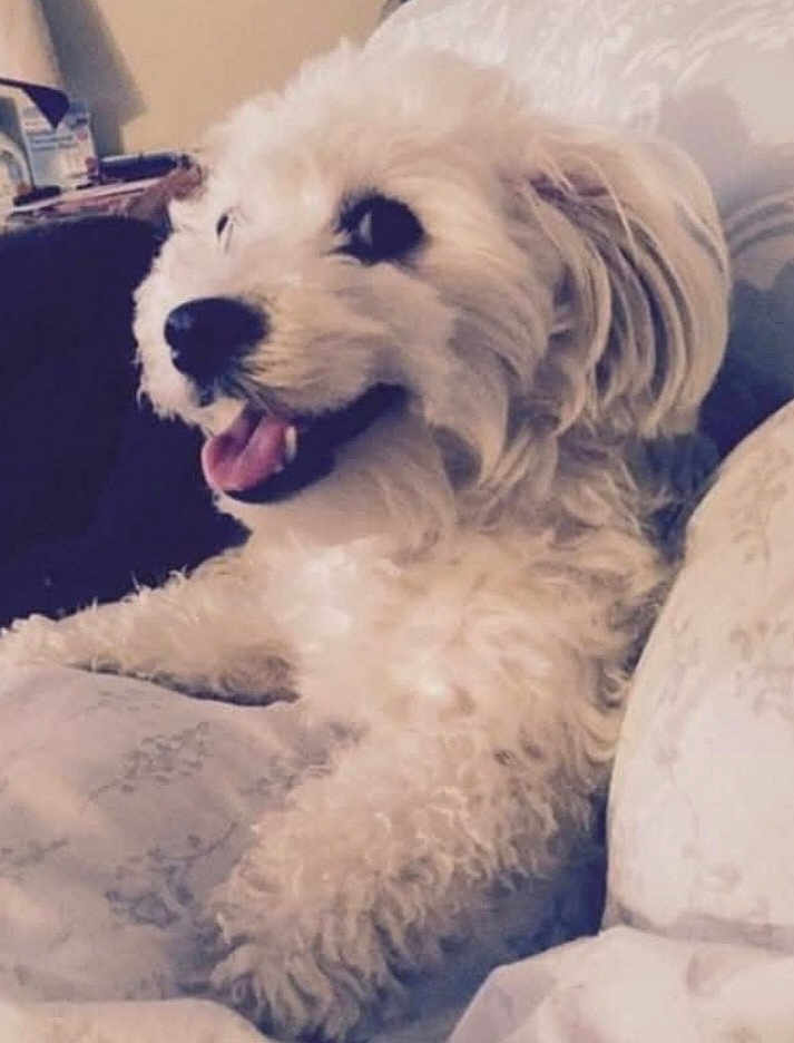 Cora Rae is registered to the contest to win money with this photo: dog, white_dog, fluffy, pet, indoor, couch, smiling, tongue_out, relaxed, fur, cute, animal, companion, home, cozy, portrait, sitting, friendly, canine, domestic