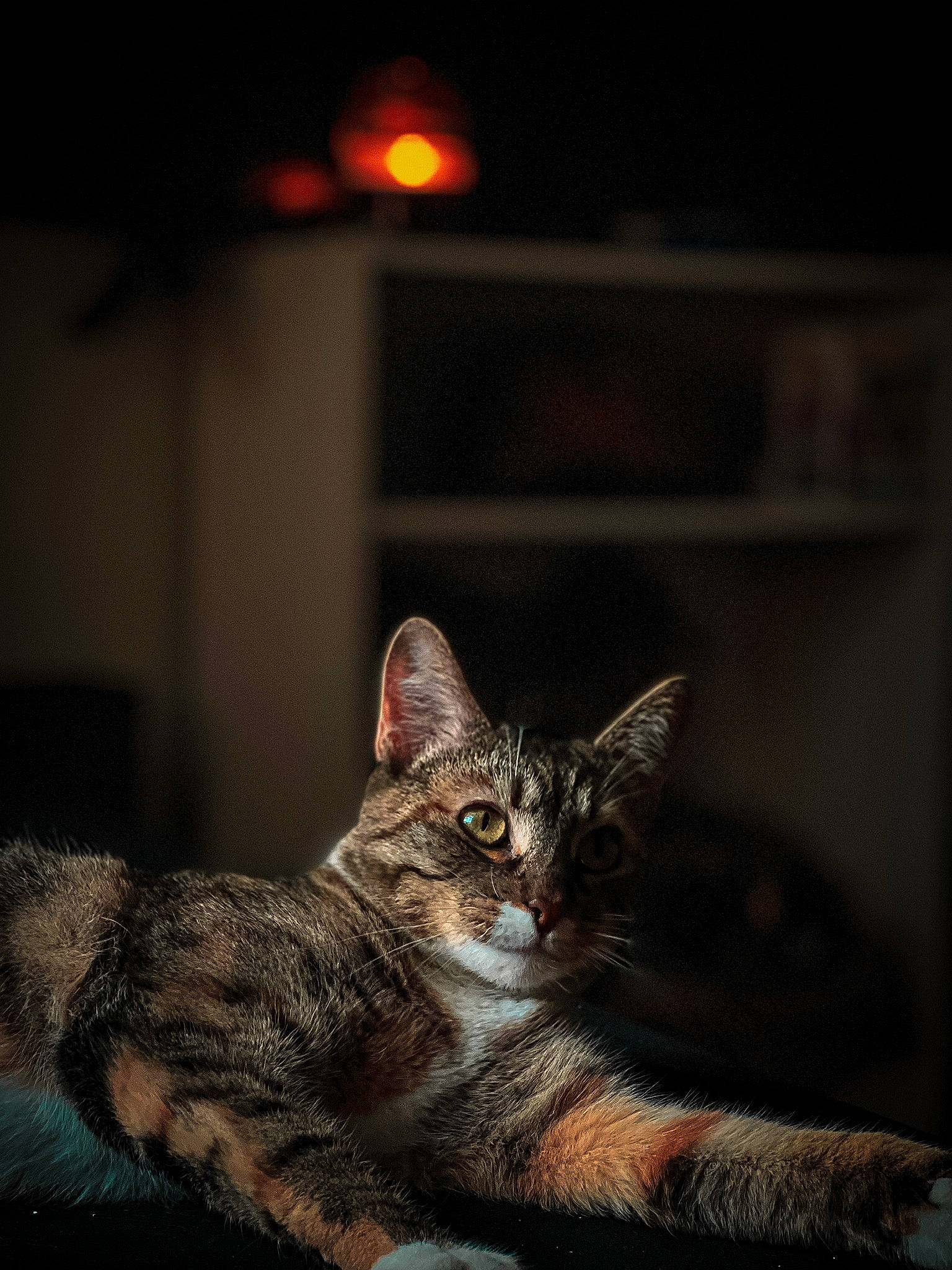 Georgia joined the competition — help win amazing prizes! carnivore, cat, claw, darkness, domestic_short_haired_cat, felidae, fur, paw, sitting, small_to_medium_sized_cats, snout, still_life_photography, terrestrial_animal, whiskers, wildlife, window