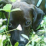 dog, puppy, black_dog, close_up, greenery, clover, flowers, nature, outdoor, grass, cute, pet, animal, plants, eyes, snout, young_dog, garden, spring, adorable