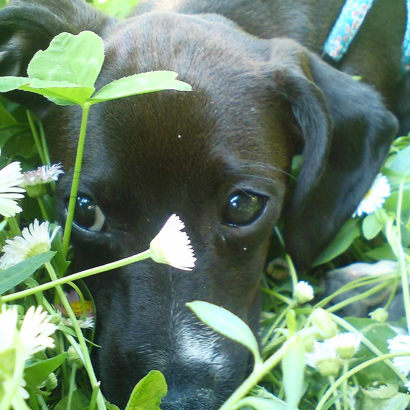 Anthéa participe au concours pour gagner de l'argent avec cette photo : dog, puppy, black_dog, close_up, greenery, clover, flowers, nature, outdoor, grass, cute, pet, animal, plants, eyes, snout, young_dog, garden, spring, adorable