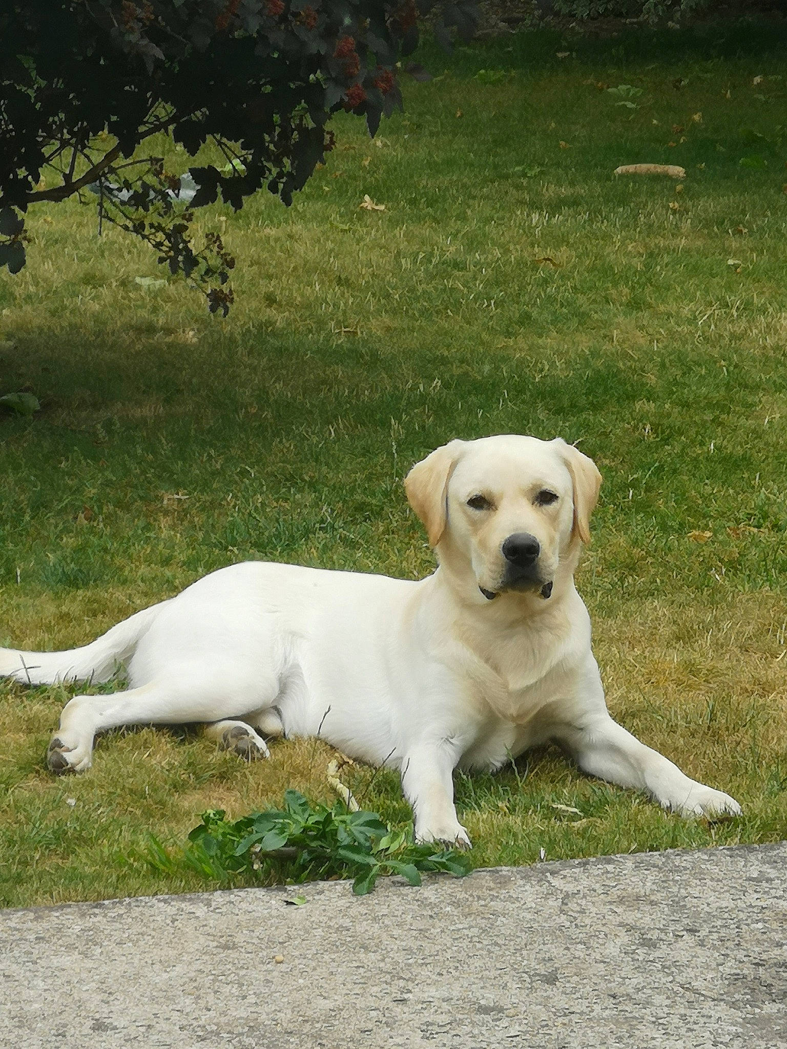 Sacha participe au concours pour gagner de l'argent avec cette photo : canidae, carnivore, companion_dog, dog, dog_breed, fawn, grass, gun_dog, labrador_retriever, non_sporting_group, plant, puppy, retriever, snout, sporting_group, tail, tree, working_animal