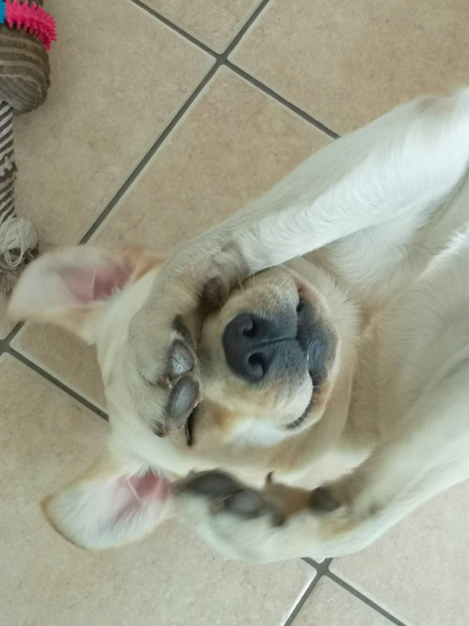 Sacha participe au concours pour gagner de l'argent avec cette photo : canidae, carnivore, collar, comfort, companion_dog, dog, dog_breed, dog_supply, fawn, flooring, hardwood, paw, pet_supply, snout, sporting_group, tail, terrestrial_animal, toy_dog, wood, working_animal