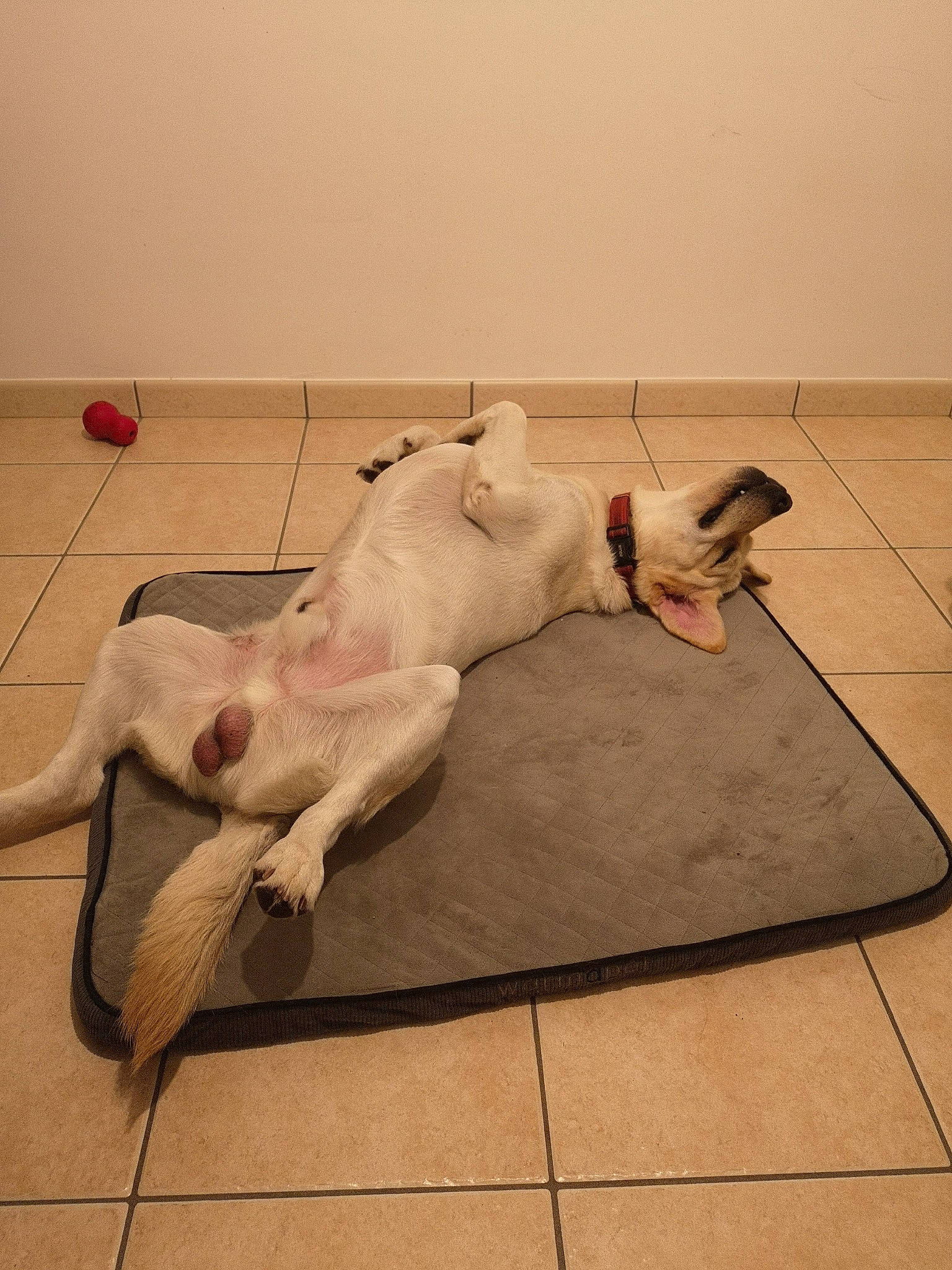 Sacha a rejoint le concours — aidez-le/la à gagner de superbes lots ! canidae, carnivore, comfort, companion_dog, dog, dog_breed, dress, fawn, felidae, floor, flooring, hardwood, leash, paw, small_to_medium_sized_cats, sporting_group, tail, wood, wood_flooring, working_animal