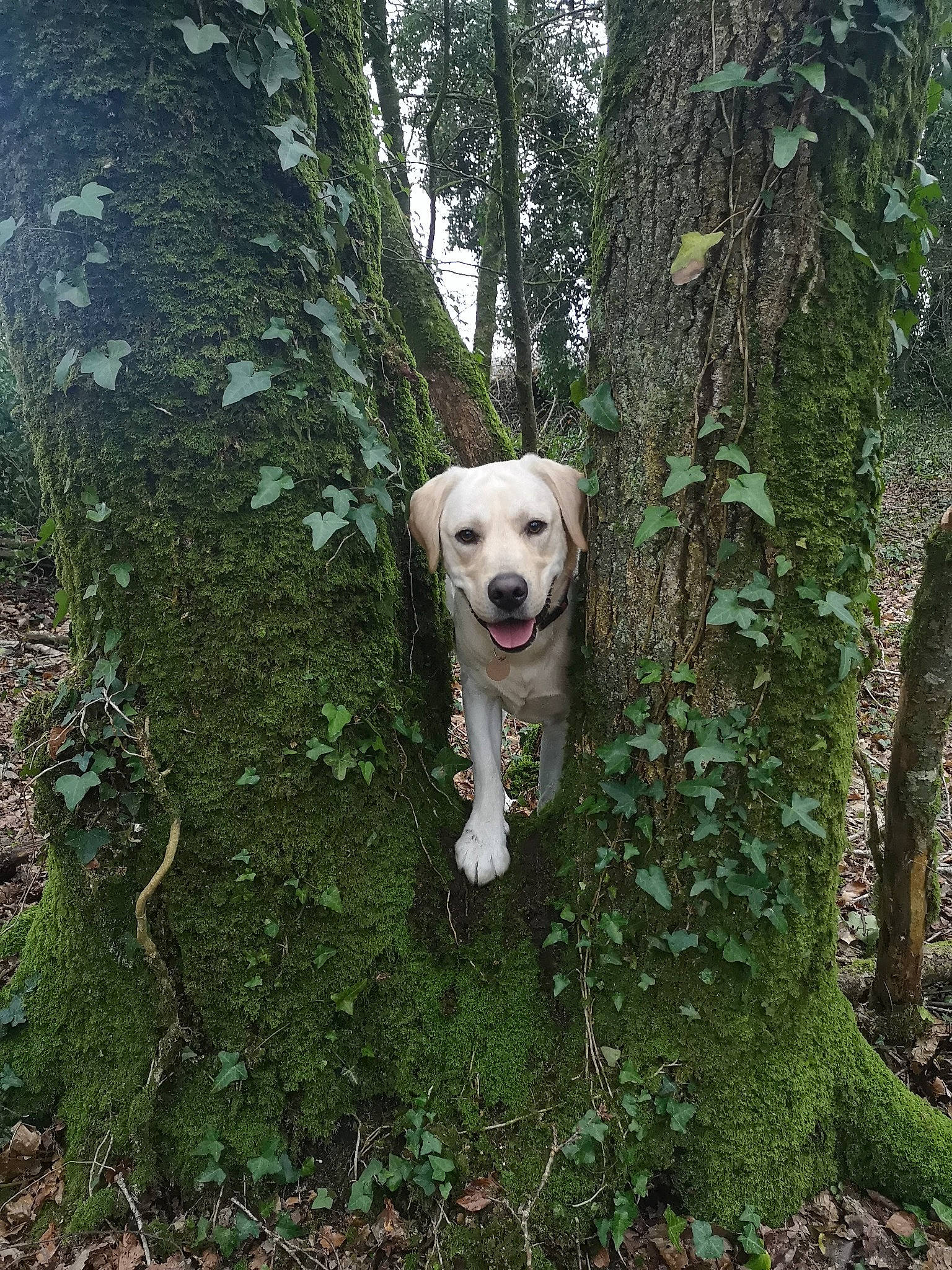 Sacha participe au concours pour gagner de l'argent avec cette photo : biome, carnivore, collar, companion_dog, dog, dog_breed, dog_collar, fawn, forest, grass, natural_landscape, plant, snout, tail, terrestrial_plant, tree, trunk, wood, woodland, working_animal