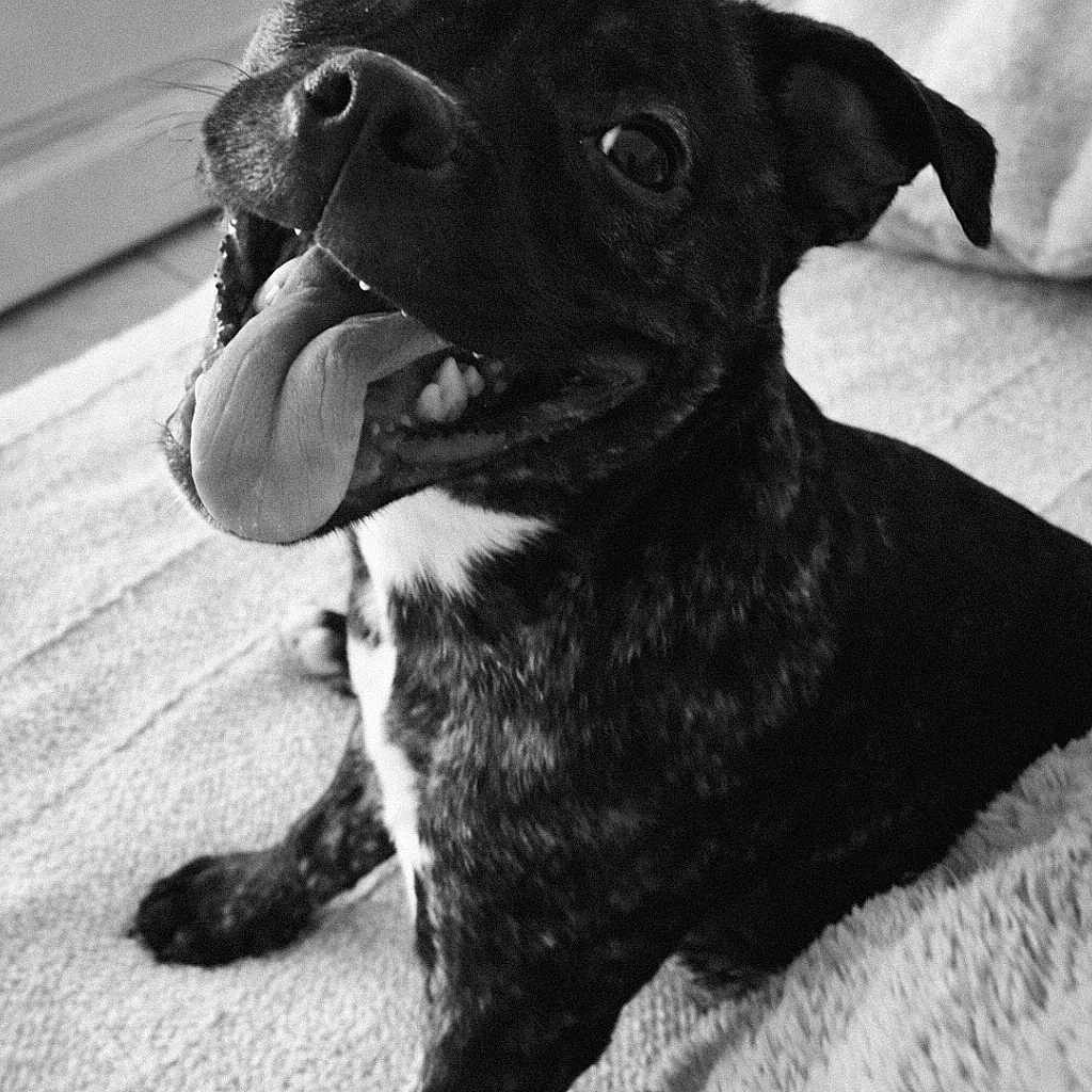 Shurgane participe au concours pour gagner de l'argent avec cette photo : animal, black_and_white, canine, carpet, close_up, cute, dog, ears, floor, friendly, fur, happy, indoor, looking_up, pet, playful, portrait, sitting, smiling, tongue_out