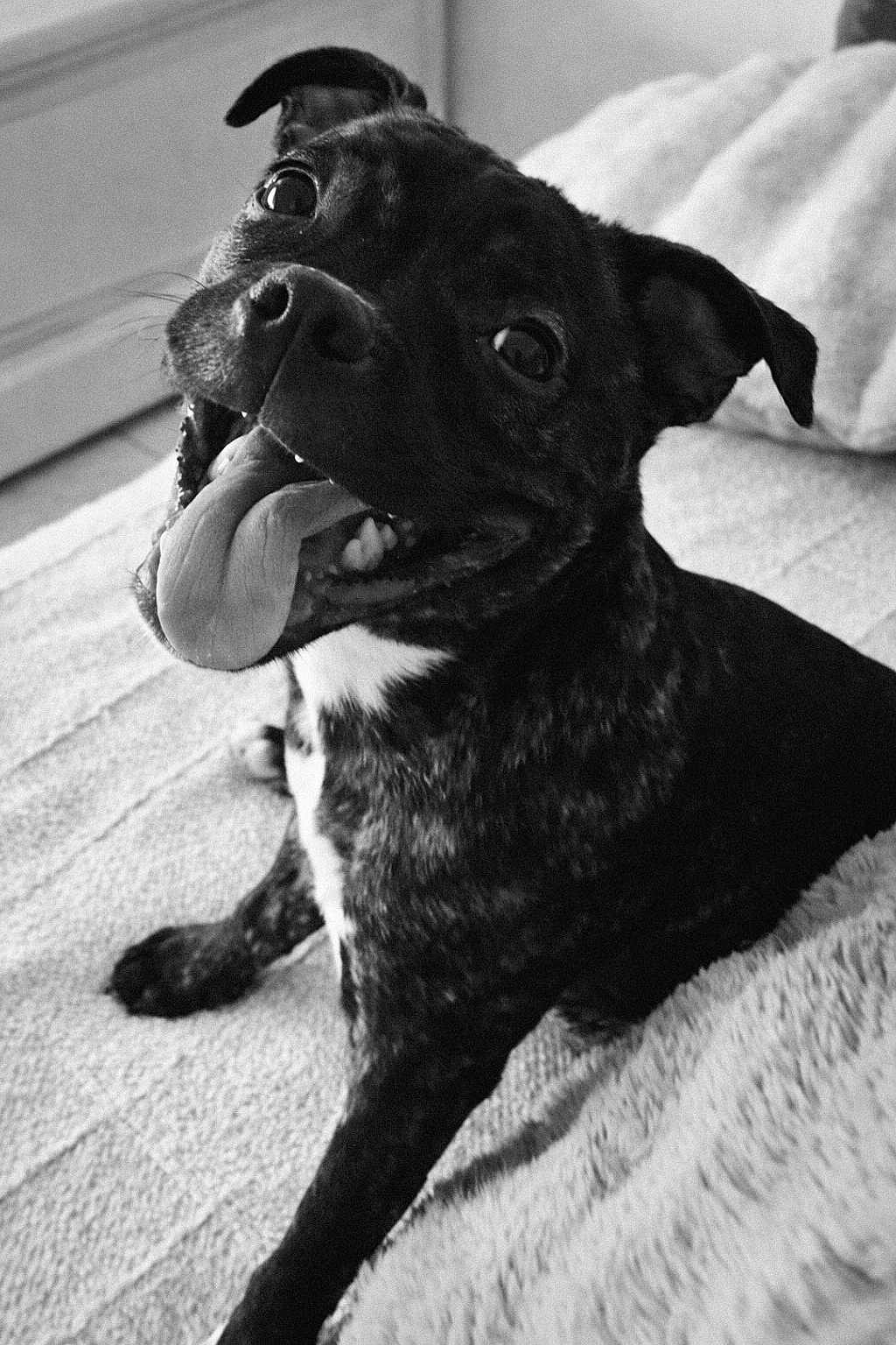 Shurgane participe au concours pour gagner de l'argent avec cette photo : dog, canine, pet, tongue_out, smiling, black_and_white, indoor, floor, carpet, happy, close_up, fur, ears, animal, portrait, cute, playful, sitting, looking_up, friendly