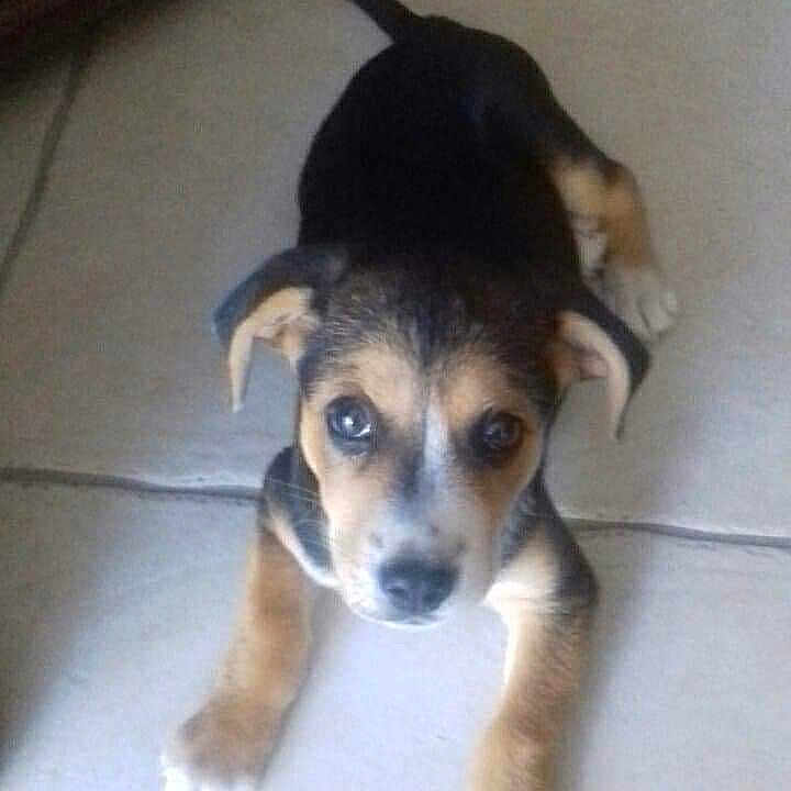 Bulla a rejoint le concours — aidez-le/la à gagner de superbes lots ! adorable, animal, black, brown, canine, cute, dog, domestic_animal, ears, face, floor, indoor, looking_up, paw, pet, puppy, small, tile, white, young
