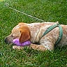 Bullet is registered to the contest to win money with this photo: animal, brown_dog, canine, close_up, daylight, dog, fur, grass, green_harness, mammal, nature, outdoor, peaceful, pet, playtime, relaxation, resting, sleeping, summer, toy