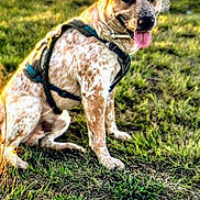 Bullet is registered to the contest to win money with this photo: animal, background, canine, daylight, dog, ears, field, fur, grass, happy, harness, leash, muzzle, nature, outdoor, pet, sitting, spotted, sunlight, tongue_out