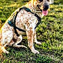 animal, background, canine, daylight, dog, ears, field, fur, grass, happy, harness, leash, muzzle, nature, outdoor, pet, sitting, spotted, sunlight, tongue_out