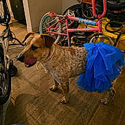Bullet is registered to the contest to win money with this photo: animal, ball, bicycle, blue_tutu, brown_dog, clutter, dog, flooring, household, indoor, indoors, pet, playful, red_ball, room, standing, toy, tutu, wheel, wood_floor
