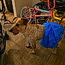 animal, ball, bicycle, blue_tutu, brown_dog, clutter, dog, flooring, household, indoor, indoors, pet, playful, red_ball, room, standing, toy, tutu, wheel, wood_floor