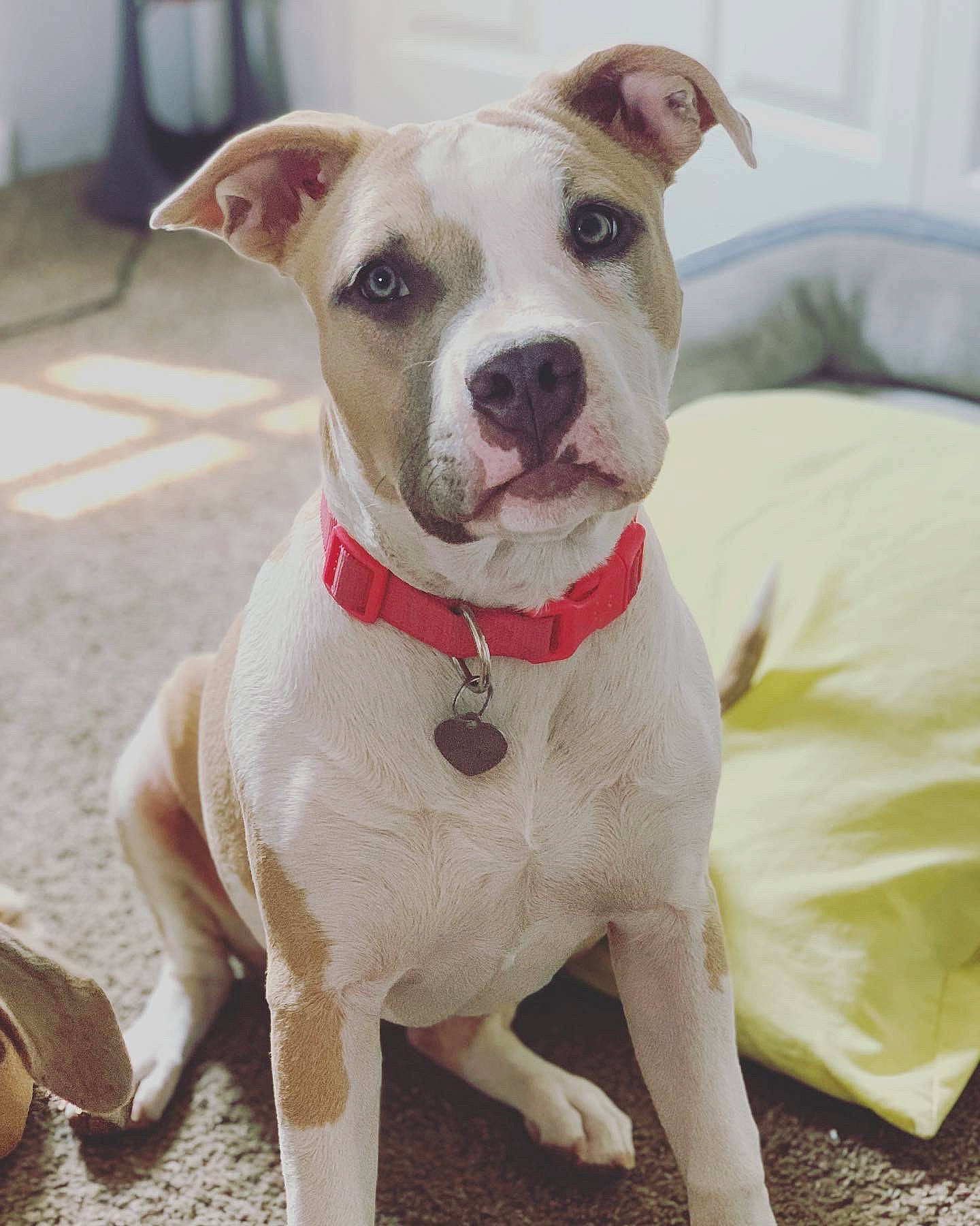 Nova is registered to the contest to win money with this photo: beige, canidae, carnivore, collar, companion_dog, dog, dog_breed, dog_collar, dog_supply, fawn, leash, liver, mammal, pet_supply, snout, sporting_group, tail, whiskers, working_animal, working_dog